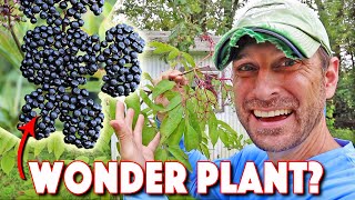 Thumbnail for Health Benefits Of Elderberry AND How To Grow The BEST Elderberry Bushes! | Country Living Experience: A Homesteading Journey
