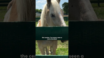 Thumbnail for Bonded Horses Get Rescued Together From A Kill Pen | The Dodo