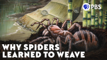 Thumbnail for The Arms Race That Made Insects Take Flight | PBS Eons