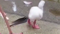Thumbnail for Baby flamingo tries to stand on one leg