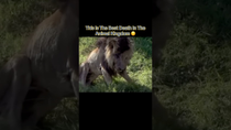 Thumbnail for This Is The Best Death In The Animal Kingdom 😔 #interesting | IdkSterling