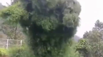 Thumbnail for Creepy tree