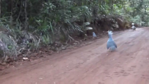 Thumbnail for A kagu, an endangered and rare bird, meets another kagu 