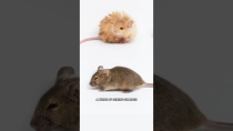 Thumbnail for Scientists Created “Woolly Mice.” They’re Cute. | Cleo Abram