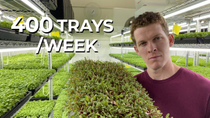 Thumbnail for Inside a 400 Tray/Week Microgreen Farm ($360K/Year) | Microgreen Manager