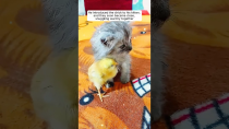 Thumbnail for A man rescued a baby chick from a stack of egg trays | AnimalLove Stories