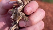 Thumbnail for Thorny devil