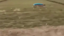 Thumbnail for Fast Dog