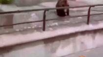 Thumbnail for Bear jumps in after guy