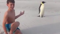 Thumbnail for Emperor Penguin on an Australian beach 🐧