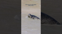 Thumbnail for How to film seals #seal | Michael Boyd