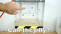 Thumbnail for Can Flies Actually Fly in a Vacuum Chamber? | The Action Lab