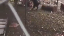 Thumbnail for Black goat lures a chicken into a shed