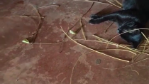 Thumbnail for Bird builds a nest for its cat friend 