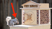Thumbnail for Backyard Squirrel Maze 2.0- The Walnut Heist