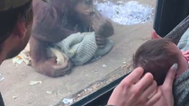 Thumbnail for Let's show the monkey our baby