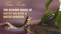 Thumbnail for True Facts: The Bizarre Magic of Water Walkers | Ze Frank