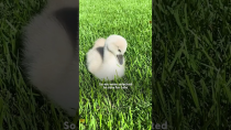 Thumbnail for Rescued Swan Loves To Race Dad In The Pool | The Dodo