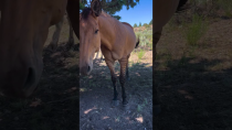 Thumbnail for Woman Rescues A "Zorse" From Illegal Auction | The Dodo