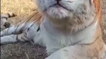 Thumbnail for Golden tiger sneeze