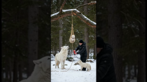 Thumbnail for Mother Snow Wolf Saves Her Cubs with the Help of an Old Guy! #animals #rescueanimals #humanity | Mystic Chronicles