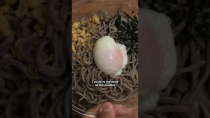 Thumbnail for Cold Buckwheat Noodles | Bento Club