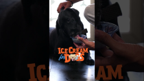 Thumbnail for Keep your furry babies cool with this refreshing sorbet! ❄️🐶🐾 More summer tips in the video! 🌞🍧 | Cookd