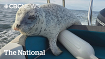 Thumbnail for #TheMoment a seal escaped killer whales by hopping onto a boat | CBC News: The National