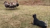 Thumbnail for Coordinated Turkey Attack!