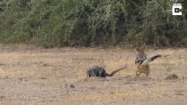 Thumbnail for Honey badger fights off 2 jackals over large snake