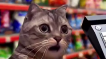 Thumbnail for I hate black cats 
