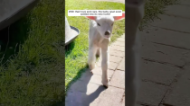 Thumbnail for A farmer rescued a baby goat attacked by its mother | AnimalLove Stories