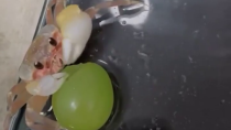 Thumbnail for Crab eats a grape
