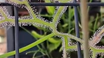 Thumbnail for The Sundew carnivorous plant