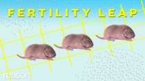 Thumbnail for This mouse has two biological dads?! | ReasonTV