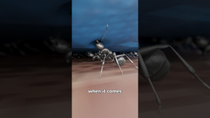 Thumbnail for Could Ants Really Carry A Human 😮 | Zack D. Films