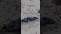 Thumbnail for Baby seal vs bird #seal | Michael Boyd