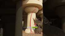 Thumbnail for How Romans Kept Rats Out of Grain Stores? | Ancient Tech