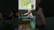 Thumbnail for Crow Can't Wait For His Brother To Come Home From Kindergarten | The Dodo