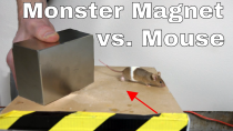 Thumbnail for What Does a Giant Monster Neodymium Magnet do to a Mouse? | The Action Lab