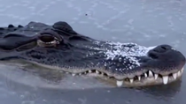 Thumbnail for Had no idea American alligators can survive in freezing weather 