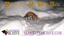 Thumbnail for ALAN WATT ARCHIVE~PARABLE OF THE FOX~CUTTING THROUGH THE MATRIX 09.06.20 | Cutting Through the Matrix