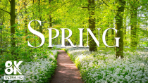Thumbnail for Switzerland in Full Bloom 🌷 Picturesque Spring Landscapes from Zurich to the Alps | Green View 8k