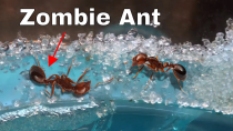 Thumbnail for How I Made an Ant Think It Was Dead—The Zombie Ant Experiment | The Action Lab