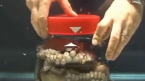 Thumbnail for Octopus unscrews the lid of a jar from the inside 