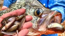 Thumbnail for Catch Crappie Easy From The Bank! Simple Minnow & Bobber Setup Crappie Can't Resist | Richard Gene The Fishing Machine
