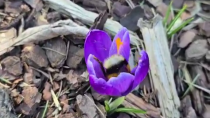 Thumbnail for Pollinating 