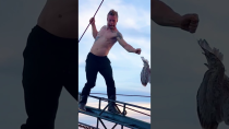 Thumbnail for Daring Ocean Rescue—He Walked a Plank to Save a Struggling Seagull | The Dodo