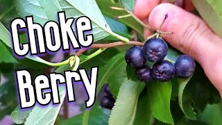 Thumbnail for CHOKEBERRIES (Aronia) - A North American Fruit That is Popular in Europe - Weird Fruit Explorer