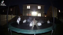 Thumbnail for The backyard of @paul_neri at night.